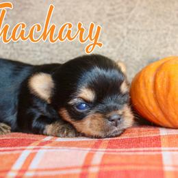 Thachary - Black and gold male Yorkshire Terrier puppy in Baker, West Virginia from Majestic Mountain Yorkies
