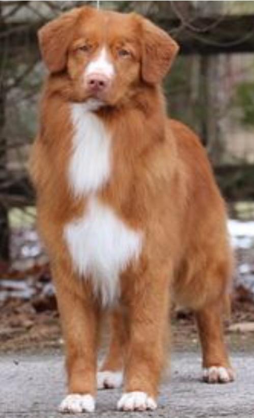 Luca