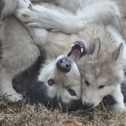 Native American Indian Dog Puppies from Seven Sisters Canids