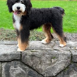 Baxter - Bernedoodle