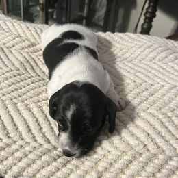 Dachshund Puppies from Jag Fam Dachshunds