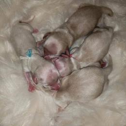 Dachshund Puppies from Eva Leas Pups