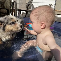 Australian Shepherd Puppies from The Good Shepherd