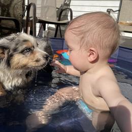 Australian Shepherd Puppies from The Good Shepherd