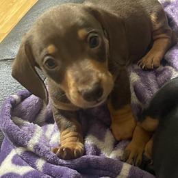 Boy 2 - Chocolate and tan male Dachshund puppy in Pocola, Oklahoma from D & F Doxies