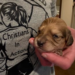 Latte (AKC) - Cream female Dachshund puppy in Marshfield, Missouri from Hilltop Kennel LLC