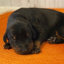 Jekyll - Black and rust male Doberman Pinscher puppy in Winchester, Ohio from 32 Farms