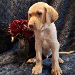 Cupid - Yellow male Labrador Retriever puppy in Bemidji, Minnesota from Northern Star Elite Quality Labrador Retrievers