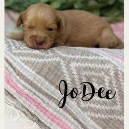 JoDee - Caramel female Australian Labradoodle puppy in Gladstone, Oregon from Beaver State Labradoodles
