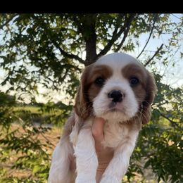 Copper - Blenheim male Cavalier King Charles Spaniel puppy in Lake Brownwood, Texas from Narrows Creek Cavaliers