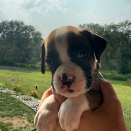Bristol - Fawn female Boxer puppy in Jamesville, New York from Reynolds Homestead Boxers