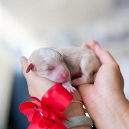 Dancer-Christmas Litter - Brown and white female Bernedoodle puppy in Ontario, California from Teddy Doodles & Standard Poodles