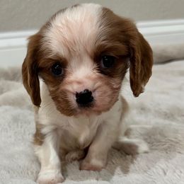 Biscuit - Blenheim male Cavalier King Charles Spaniel puppy in Marshall, Arkansas from Kate’s Cavaliers