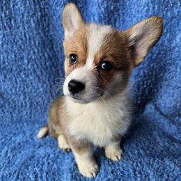 Colby - Red female Pembroke Welsh Corgi puppy in Castle Rock, Washington from Heckman Corgis