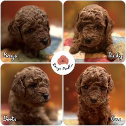 Poodle puppies from Rouge Poodles