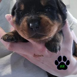 Brown - Black and mahogany male Rottweiler puppy in Tangent, Oregon from Raya's Royals