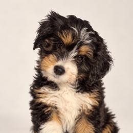 Black tri - female Australian Mountain Doodle puppy in Spanish Fork, Utah from Little Puppy Co.