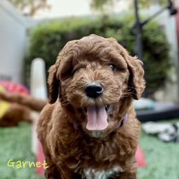 Bernedoodle and Goldendoodle Puppies from Doodling Around Indiana Poodles & Doodles