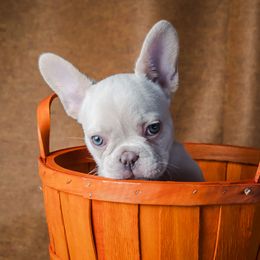 Chester - video - White male French Bulldog puppy in Springfield, Missouri from Phoebes Frenchies