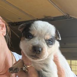 Girl 1 - Blue mottled female Australian Cattle Dog puppy in Choctaw, Oklahoma from Karen Elliott