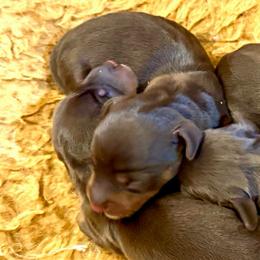 GODIVA - Chocolate and tan female Dachshund puppy in Vero Beach, Florida from Joseph’s Dachshunds