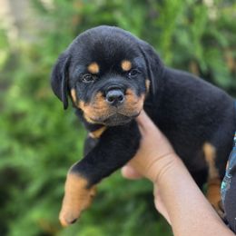 Bridgette - Black and mahogany female Rottweiler puppy in Cottage Grove, Oregon from Divine Rottweilers