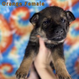 German Shepherd Puppies from K&D German Shepherds
