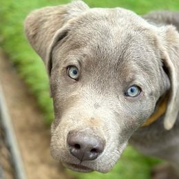 Dilute Retrievers and Labrador Retrievers from Stunning Silver Bullets Labradors