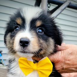 SUNKIST - Black tri female Miniature American Shepherd puppy in Rensselaerville, New York from Callen Kennels