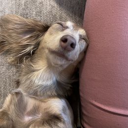 Lacey - Dachshund