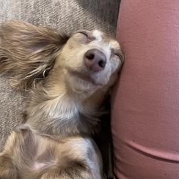 Lacey - Dachshund