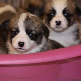 Pembroke Welsh Corgi Puppies from Mountain Maryland Corgis