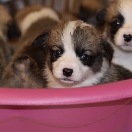 Pembroke Welsh Corgi Puppies from Mountain Maryland Corgis