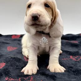 Baloo - Red and white male Basset Hound puppy in Dingess, West Virginia from Tuckers' Howling Hounds