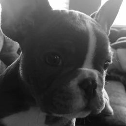 French Bulldogs from Love My Crazy Frenchies
