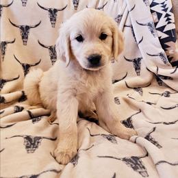 Teal Collar - Light golden female Golden Retriever puppy in Coarsegold, California from Sierra Hills Retrievers