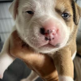 Staffordshire Bull Terrier Puppies from 1LoveStaffies-Hawaii