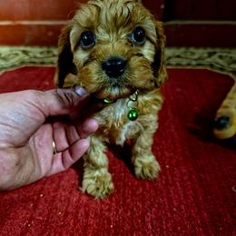 Rusty - Red male Cavapoo puppy in Arkansas from Brew House