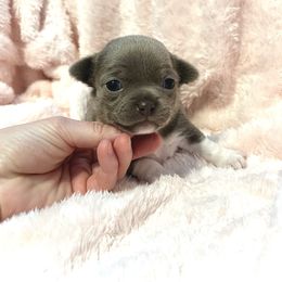 Tanzanite - Silver female Chihuahua puppy in Mesa, Arizona from Arizona Dream Chihuahuas