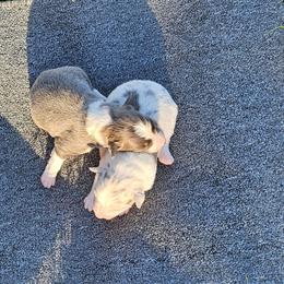 Blue male - Blue male Border Collie puppy in Springtown, Texas from CRL Farms
