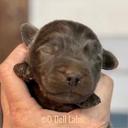Oak - Black male Labrador Retriever puppy in Sullivan, Missouri from O’Dell Labs