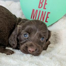 Almond 2500 - Chocolate female Dachshund puppy in Sonora, Kentucky from Maple Hill Miniature Dachshunds