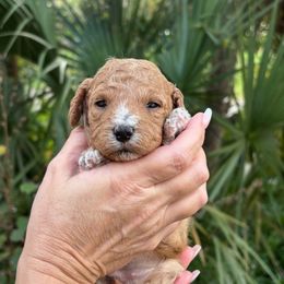 Brown - Red  female Goldendoodle puppy in Fort Myers, Florida from Daisy Doodles LLC