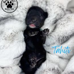 Tahiti - Black male Goldendoodle puppy in Anderson, South Carolina from Brinkerhoff Doodle Farm
