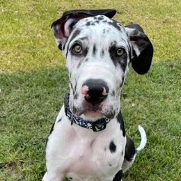 Great Danes from Bauman Great Danes