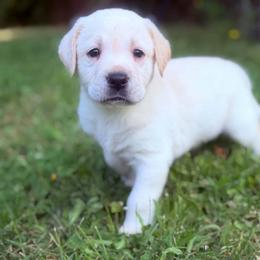 Axle - Yellow male Labrador Retriever puppy in Sweet Home, Oregon from Snowpeak English Labradors