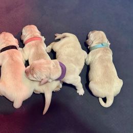 Golden Retriever Puppies from Alfalfa Lane Adventures
