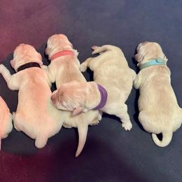 Golden Retriever Puppies from Alfalfa Lane Adventures