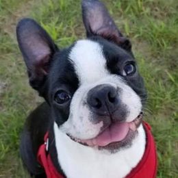 Boston Terriers from Lakeview Bostons