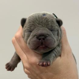 Raven - Tricolors female French Bulldog puppy in New Hampton, New Hampshire from Kismet French Bulldogs